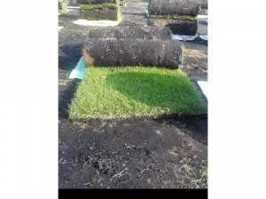 Cỏ kiểng cỏ trang trí sân vườn