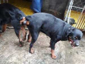 Phối giống chó Rottweiler tại Bình Dương