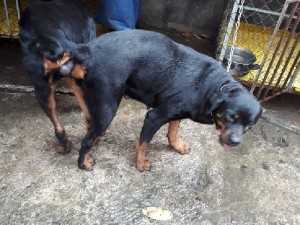 Phối giống chó Rottweiler tại Bình Dương