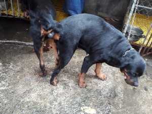 Phối giống chó Rottweiler tại Bình Dương