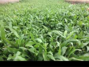 Cỏ lá gừng đẹp