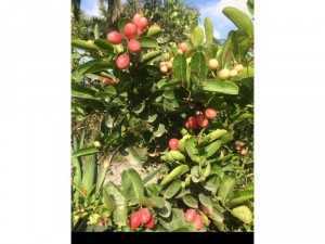 Cung cấp cây si rô giống ươm từ hạt