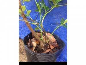 Cung cấp cây si rô giống ươm từ hạt