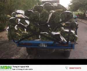 Bán cỏ trang trí sân vườn