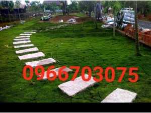 Trồng cỏ sân vườn đẹp