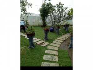 Cung cấp các loại cỏ kiểng trang trí