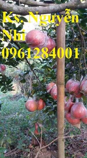 Cung cấp giống cây bưởi đỏ luận văn, bưởi đỏ tiến vua, bưởi đỏ, cây giống F1 chất lượng cao