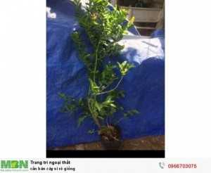 Cần bán cây si rô giống