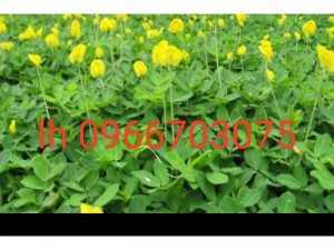 Cỏ lá rừng Thái giống mới