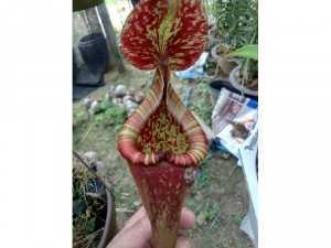Cây bắt côn trùng..