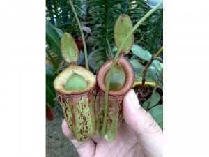 Cây bắt côn trùng..