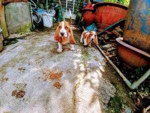 Basset Hound, chó săn chân lùn của Pháp