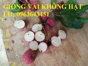 Cung cấp cây giống vải không hạt, giống cây vải không có hạt chất lượng cao, năng suất tốt