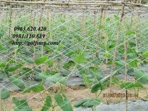Lưới giàn leo màu trắng IMG