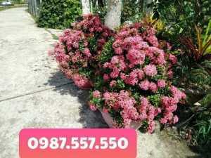 Trang tím sen các loại