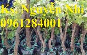 cây giống nho ninh thuận