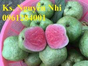 ổi ruby