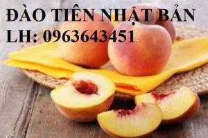 Cung cấp cây giống đào tiên Nhật Bản, giống đào ăn quả chịu nhiệt Nhật Bản, đào Nhật Bản chịu nhiệt