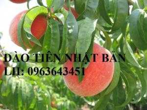 Cung cấp cây giống đào tiên Nhật Bản, giống đào ăn quả chịu nhiệt Nhật Bản, đào Nhật Bản chịu nhiệt