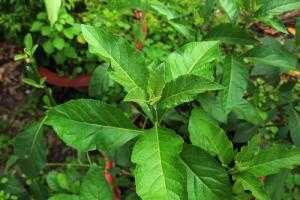 Lá cây mật gấu nam