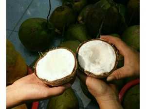 Dừa Sáp Bi Đặc Ruột Cầu Kè