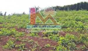 Cần bán nhanh đất nền xây dựng hẻm Kim Đồng, phường 6, tp. Đà Lạt