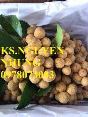 Cung cấp giống cây bòn bon chuẩn giống F1, năng suất cao, cam kết chất lượng, không qua trung gian