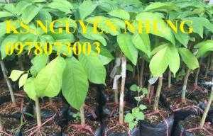 Cung cấp giống cây bòn bon chuẩn giống F1, năng suất cao, cam kết chất lượng, không qua trung gian