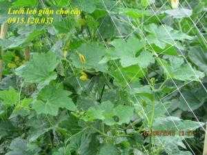 Lưới cước trắng- leo gian cho cây