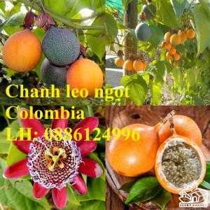 Cung cấp giống cây chanh leo ngọt Colombia, chuẩn giống F1, năng suất cao, giao cây toàn quốc