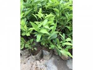 Sỉ cây giống lài Nhật đẹp rẻ
