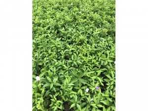 Sỉ cây giống lài Nhật đẹp rẻ