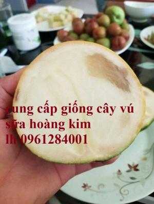 Địa chỉ cung cấp giống cây vú sữa vàng đài loan, vú sữa hoàng kim, vú sữa vàng abiu, uy tín, chất lượng