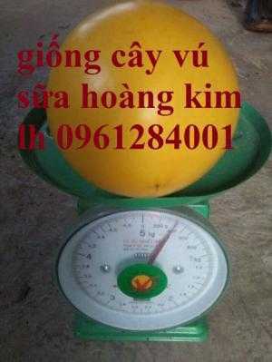 Địa chỉ cung cấp giống cây vú sữa vàng đài loan, vú sữa hoàng kim, vú sữa vàng abiu, uy tín, chất lượng