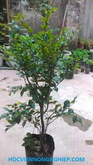 giống cây nho thân gỗ F1