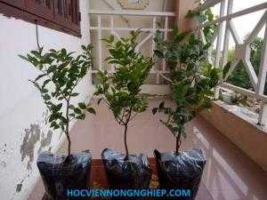 giống cây nho thân gỗ F1
