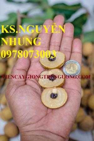 Địa điểm bán giống cây nhãn không hạt chuẩn giống F1, cam kết chất lượng giống