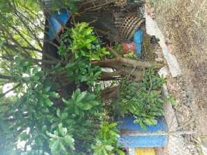 Cây lộc vừng