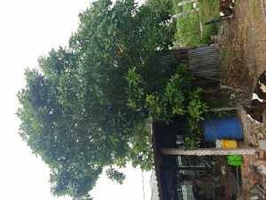 Cây lộc vừng