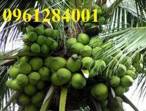 Cây dừa xiêm xanh lùn, dừa lùn, dừa xiêm xanh, giống cây dừa cho năng suất cao