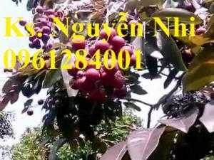 Địa chỉ cung cấp giống cây nhãn tím, cây nhãn, cây giống mới lạ, uy tín, chất lượng