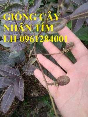 Địa chỉ cung cấp giống cây nhãn tím, cây nhãn, cây giống mới lạ, uy tín, chất lượng