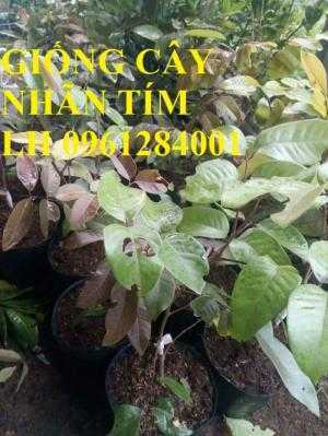Địa chỉ cung cấp giống cây nhãn tím, cây nhãn, cây giống mới lạ, uy tín, chất lượng