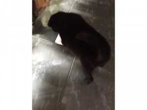 Chó lai poopdle toy