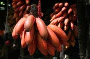 Cây giống chuối đỏ, chuối đỏ, cây chuối đỏ, cây chuối, thông tin cây chuối đỏ