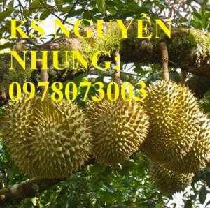 Cung cấp giống cây sầu riêng RI6, chuẩn giống F1, năng suất cao, giá cả hợp lý