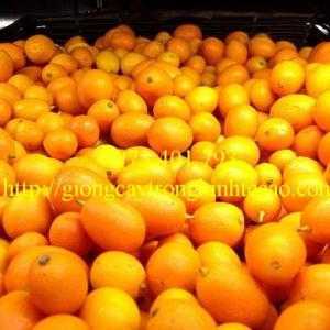 Giống Cây Quất Ngọt, Quất Ngọt, Cây Quất Ngọt