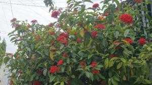 Trang trí lễ cưới hoành tráng tại ninh thuận