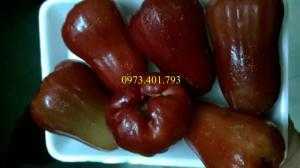 Cây giống roi đỏ, roi đỏ, kĩ thuật trồng roi đỏ, cây roi đỏ