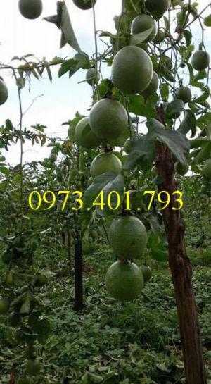 Giống chanh leo tím Đài loan ghép, cây chan leo, chanh leo tím